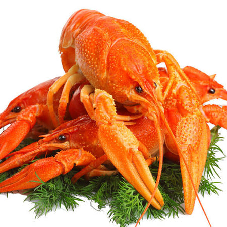 Muscle Love Crop Tank